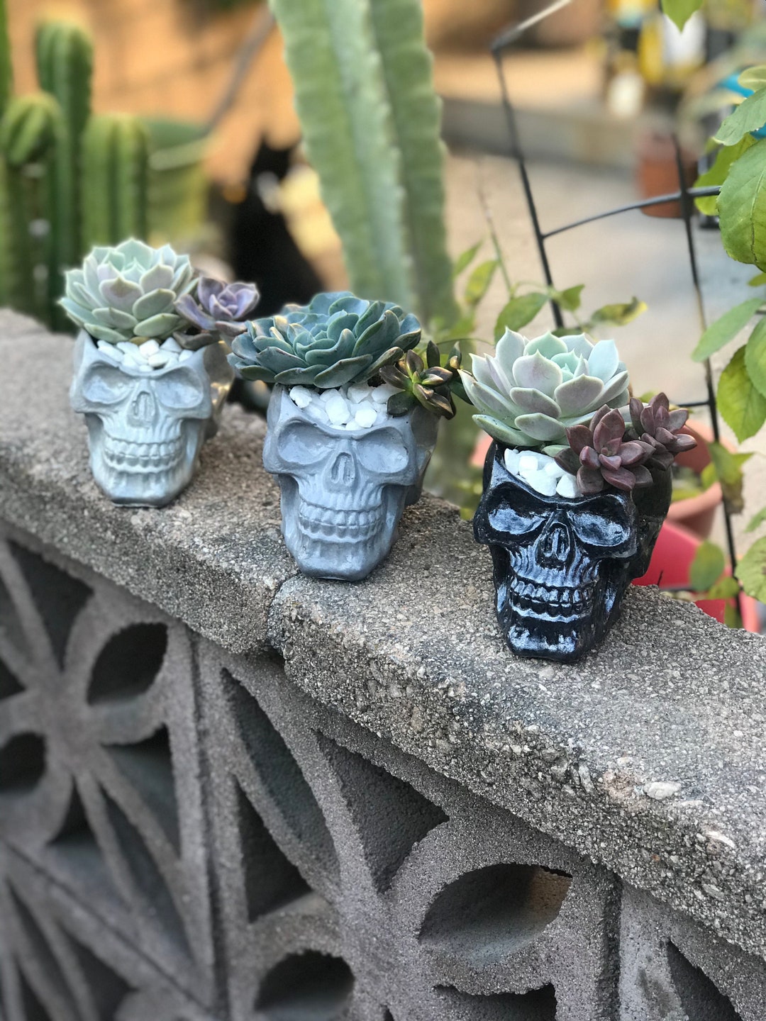 Handcrafted Concrete Skull Planter Filled W Vibrant Succulents. Fun
