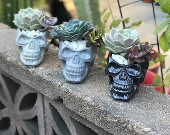 May include: Three small succulent plants in gray and black skull-shaped planters. The plants are green and gray and the planters are made of concrete.