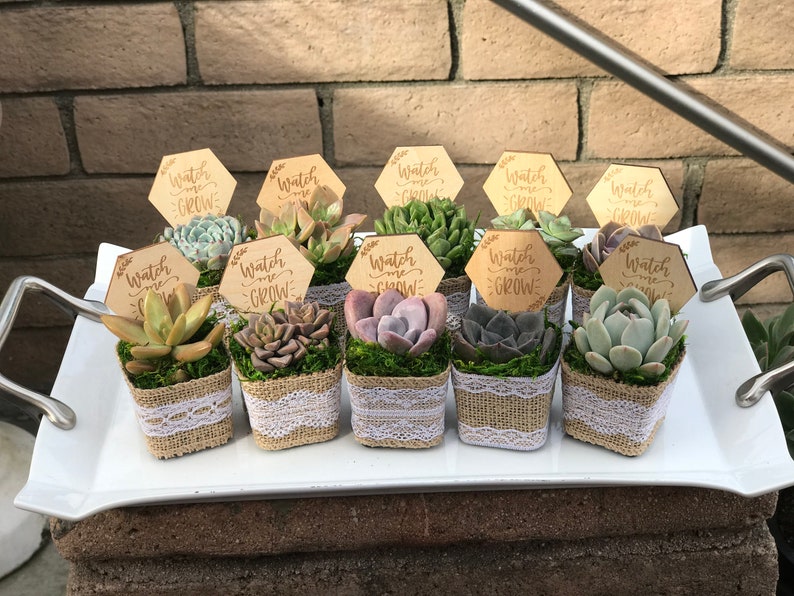 Watch Me Grow Baby shower party favors. 2 Succulent party favors, Succulent baby shower favors, plant party favors, burlap party favors image 9