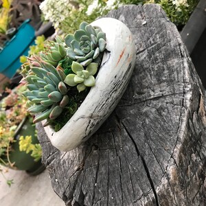 A Charming Live Succulent Assortment tucked away in a Concrete Heart. Send a Lasting & Unique Gift Instead of flowers, lasting arrangement image 5