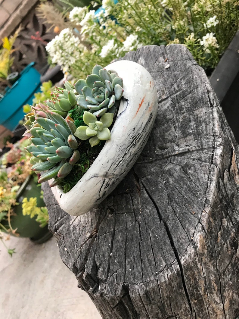 A Charming Live Succulent Assortment tucked away in a Concrete Heart. Send a Lasting & Unique Gift Instead of flowers, lasting arrangement image 5