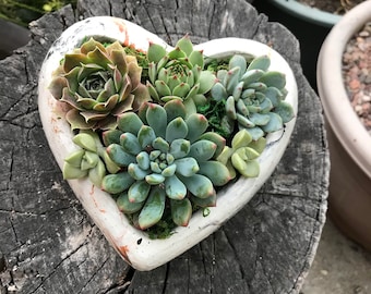 A Charming Live Succulent Assortment tucked away in a Concrete Heart. Send a Lasting & Unique Gift! Instead of flowers, lasting arrangement