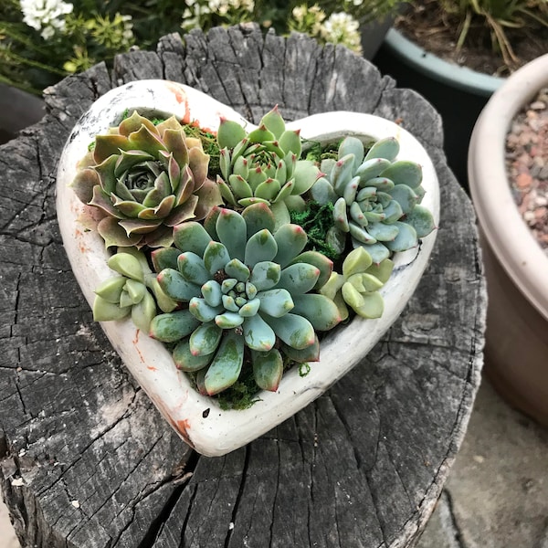 Un charmant assortiment de succulentes vivantes niché dans un cœur en béton. Envoyez un cadeau durable et unique ! Au lieu de fleurs, arrangement durable