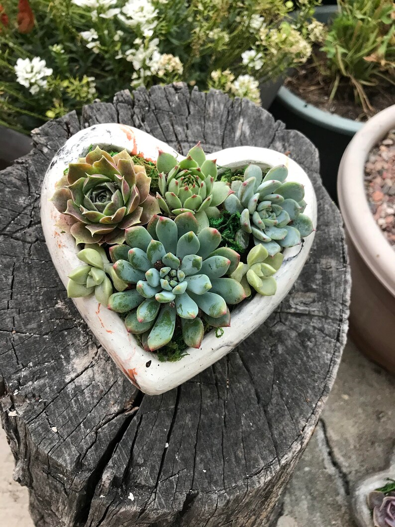 A Charming Live Succulent Assortment tucked away in a Concrete Heart. Send a Lasting & Unique Gift Instead of flowers, lasting arrangement image 1