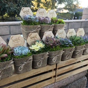 Succulent baby shower favors, 2&quot; Succulent party favors, Rustic shower favors, plant party favors, burlap party favors, Bridal shower favors