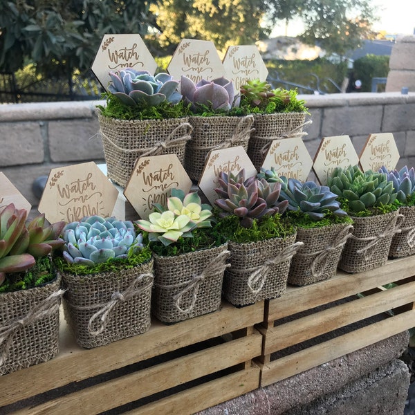 Succulent baby shower favors, 2" Succulent party favors, Rustic shower favors, plant party favors, burlap party favors, Bridal shower favors