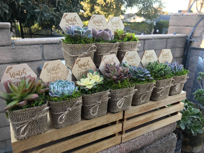 Watch Me Grow Baby shower party favors. 2 Succulent party favors, Succulent baby shower favors, plant party favors, burlap party favors image 5