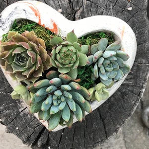 A Charming Live Succulent Assortment tucked away in a Concrete Heart. Send a Lasting & Unique Gift Instead of flowers, lasting arrangement image 3