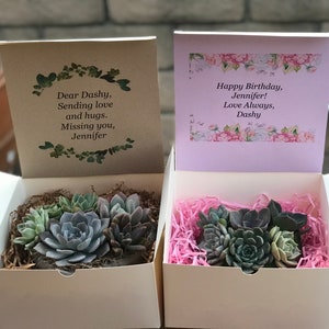 A Charming Live Succulent Assortment tucked away in a Concrete Heart. Send a Lasting & Unique Gift Instead of flowers, lasting arrangement image 6