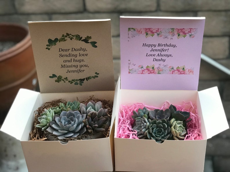 A Charming Live Succulent Assortment tucked away in a Concrete Heart. Send a Lasting & Unique Gift Instead of flowers, lasting arrangement image 6