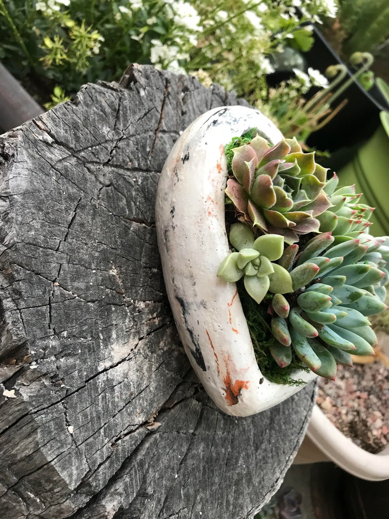 A Charming Live Succulent Assortment tucked away in a Concrete Heart. Send a Lasting & Unique Gift Instead of flowers, lasting arrangement image 4