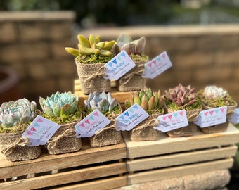 2" Succulent Oh Baby! Oh baby shower favor, Baby shower favor, Oh baby succulent, Oh baby shower theme, Oh baby shower decor, Oh Baby! favor