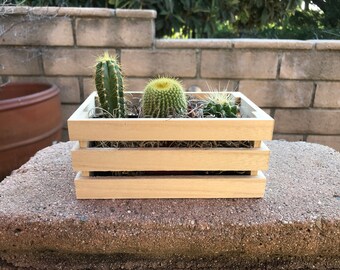 2" Live Cacti Variety Pack in Charming Crate - Cactus Gift - Etsy