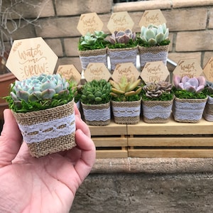 Watch Me Grow Baby shower party favors. 2 Succulent party favors, Succulent baby shower favors, plant party favors, burlap party favors image 3