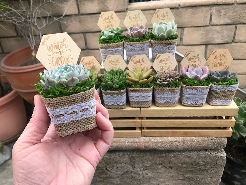 Watch Me Grow Baby shower party favors. 2 Succulent party favors, Succulent baby shower favors, plant party favors, burlap party favors image 3