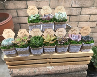 Watch Me Grow Baby shower party favors. 2" Succulent party favors, Succulent baby shower favors, plant party favors, burlap party favors