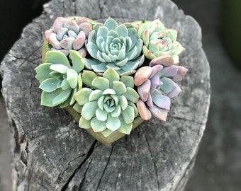 Handcrafted Concrete Heart Planter Filled wth Lush Succulents. Give a Lasting and Unique Gift! Thank you gift, Thank you succulent