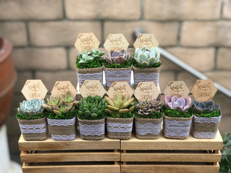 Watch Me Grow Baby shower party favors. 2 Succulent party favors, Succulent baby shower favors, plant party favors, burlap party favors image 6