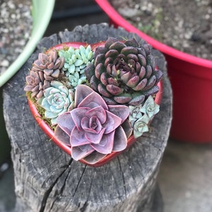 Handcrafted Ruby Red Heart Planter w Arrangement option. Valentine Planter, Red Heart Planter, Valentine&#39;s Day gift, Succulent Heart Gift