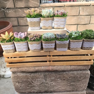2&quot; Succulent party favor, succulent shower gifts, plant party favors, plant shower favors, bridal party favors, baby shower succulent favors