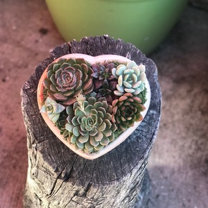 A Charming Live Succulent Assortment tucked away in a Concrete Heart. Send a Lasting & Unique Gift Instead of flowers, lasting arrangement image 7