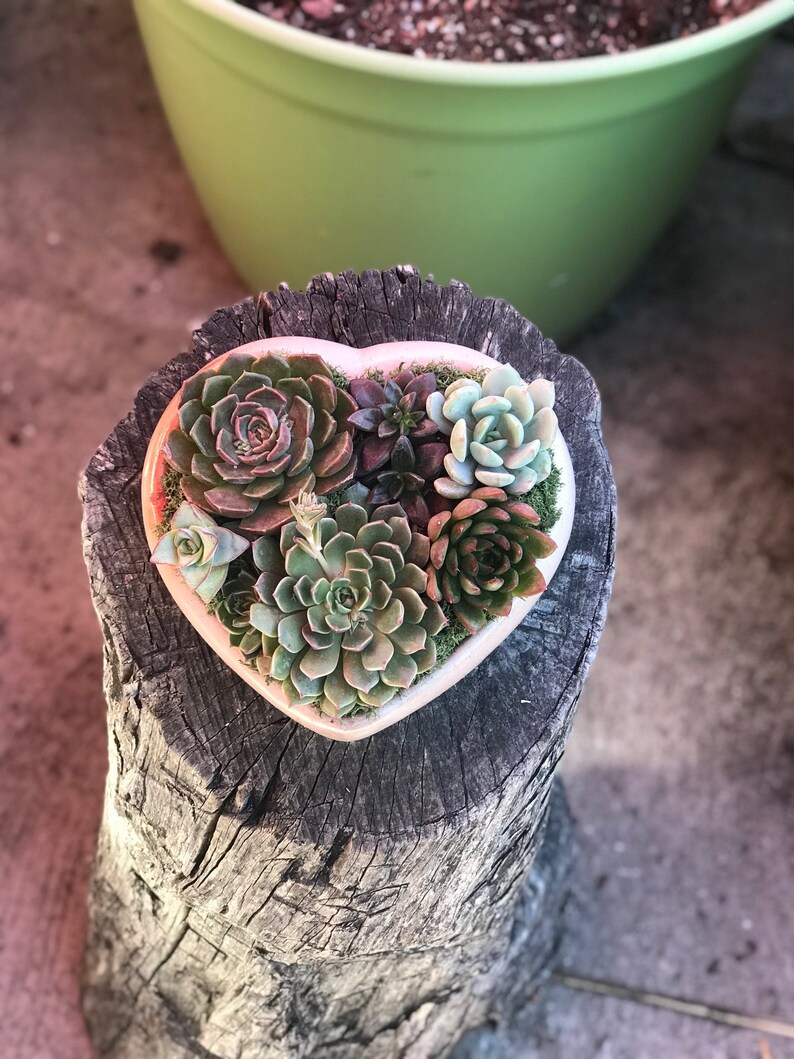 A Charming Live Succulent Assortment tucked away in a Concrete Heart. Send a Lasting & Unique Gift Instead of flowers, lasting arrangement image 7