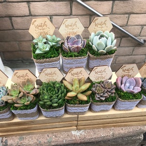 Watch Me Grow Baby shower party favors. 2 Succulent party favors, Succulent baby shower favors, plant party favors, burlap party favors image 10