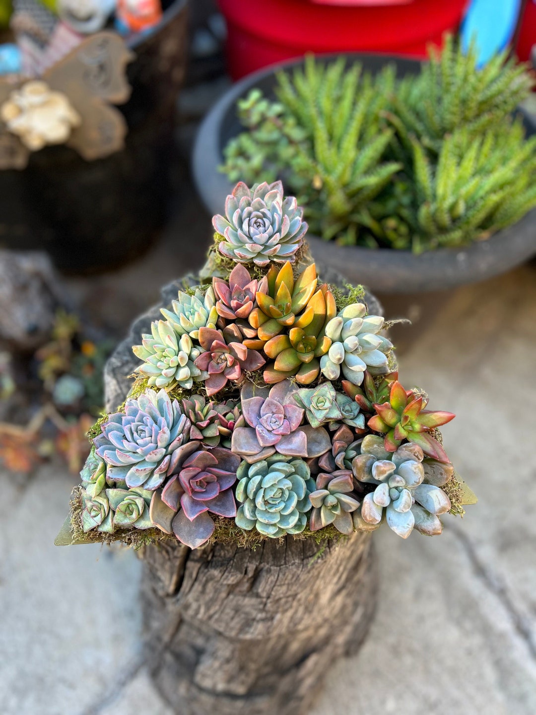 Preorder Christmas Succulent Tree is Filled With 2 Fully Rooted Live Succulents. Succulent