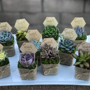 Watch Me Grow Baby shower party favors. 2 Succulent party favors, Succulent baby shower favors, plant party favors, burlap party favors image 8