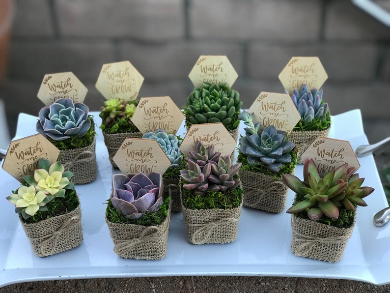 Watch Me Grow Baby shower party favors. 2 Succulent party favors, Succulent baby shower favors, plant party favors, burlap party favors image 8