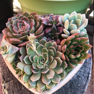 A Charming Live Succulent Assortment tucked away in a Concrete Heart. Send a Lasting & Unique Gift Instead of flowers, lasting arrangement image 8