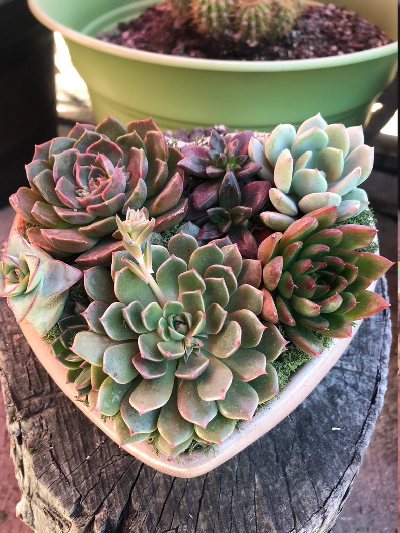 A Charming Live Succulent Assortment tucked away in a Concrete Heart. Send a Lasting & Unique Gift Instead of flowers, lasting arrangement image 8