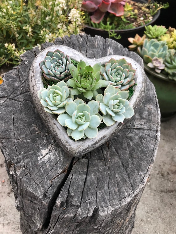 Handcrafted Concrete Heart Planter Filled With A Charming Live Succulent  Assortment. Give a Lasting and Unique Gift! - Etsy