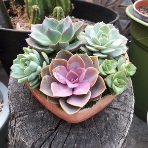 Handcrafted Large Concrete Terracotta Heart Planter filled with an Assortment of Lush Colorful Live Succulents. Give a Unique & Lasting Gift