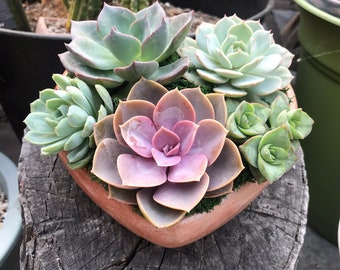 Handcrafted Large Concrete Terracotta Heart Planter filled with an Assortment of Lush Colorful Live Succulents. Give a Unique & Lasting Gift