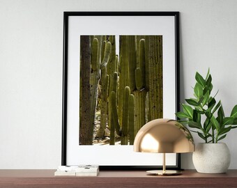 Forest of cacti - downloadable photograph