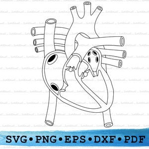 心臓解剖学 SVG、人間の心臓のシルエット、医学臓器の透明なアウトライン ベクトル DXF EPS PDF PNG クリップアート 印刷可能な装飾カット ファイル