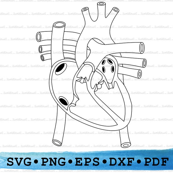 Heart Anatomy Svg, Human Heart Silhouette, Medical Science Organ Transparent Outline Vector DXF EPS PDF Png clipart printable Decor Cut File