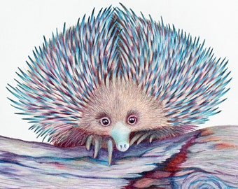 Card Set- Echidna