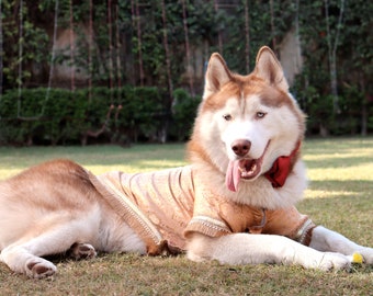 May include: A brown and white Siberian Husky dog wearing a gold and brown patterned dress with a red bow tie. The dog is lying on its side on a green grassy lawn.