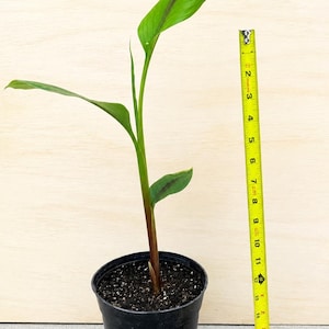 May include: A young green plant with elongated leaves and a reddish-brown stem growing in a black plastic pot. A yellow measuring tape is placed vertically next to the pot, showing the plant reaches a height of approximately 15 inches.