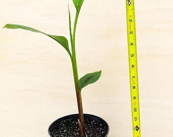 May include: A young green plant with elongated leaves and a reddish-brown stem growing in a black plastic pot. A yellow measuring tape is placed vertically next to the pot, showing the plant reaches a height of approximately 15 inches.