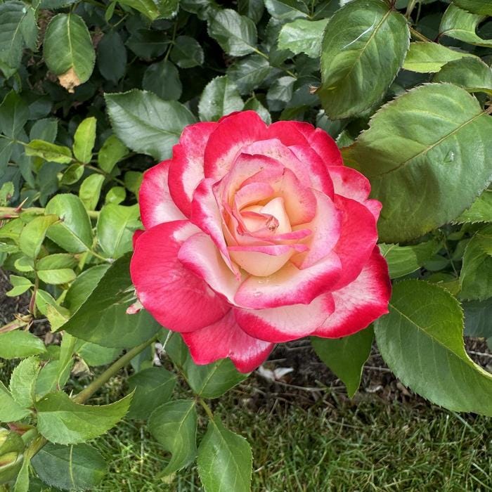 Cherry Parfait Rose, 3-year Live Plant, Beautiful bicolor flowers, Disease Resistant