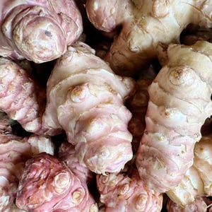 Big Sale: 4LB Jerusalem Artichokes - Sprouted Sunchokes for Planting, Same Day Shipping