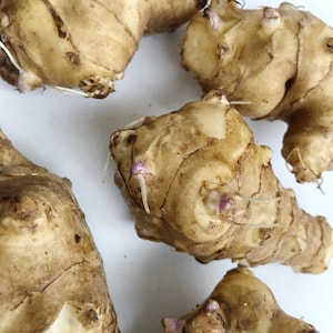 10 Big Size Tubers Jerusalem Artichokes - Sprouted Sunchokes for Planting, Same Day Shipping