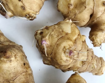 10 Big Size Tubers Jerusalem Artichokes - Sprouted Sunchokes for Planting, Same Day Shipping