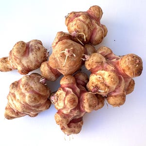 May include: A collection of Jerusalem artichokes, or sunchokes, on a white surface. The tubers have a knobbly, irregular shape with a light brown exterior and reddish-purple hues. Some have small rootlets.