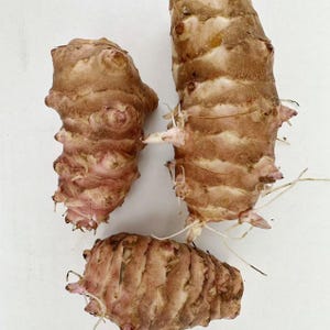 3LB Big Size Jerusalem Artichokes - Sprouted Sunchokes for Planting, Same Day Shipping