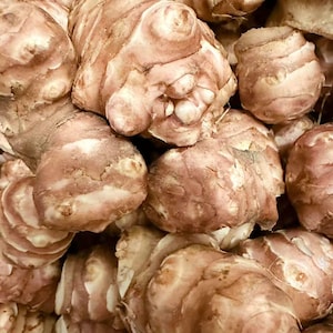 10LB Jerusalem Artichokes Wholesale - Sprouting Sunchokes for Planting, Same Day Shipping