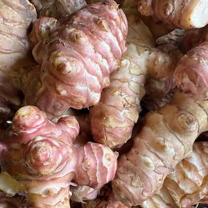 Grand Sale: Big Size Jerusalem Artichokes - Sprouted Sunchokes Tubers for Planting